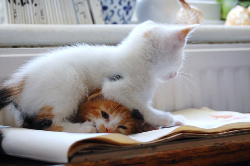 Two Kittens Playing — White, Calm, Morning