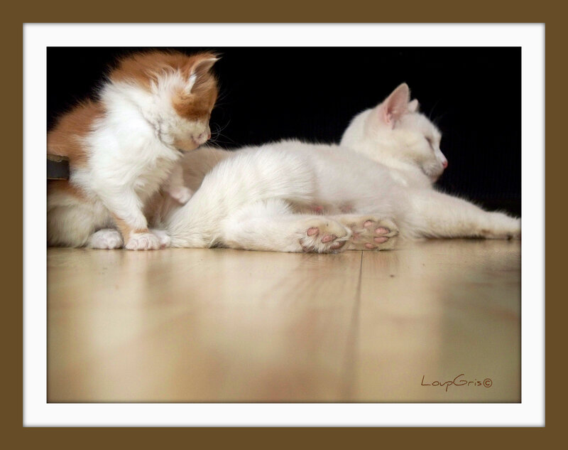 Two Kittens Playing — White, Calm