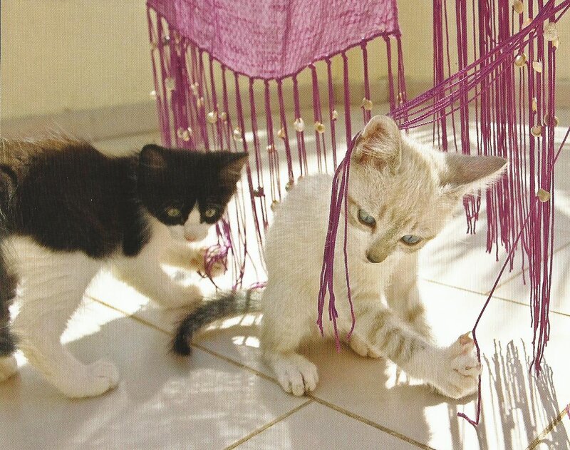 Two Kittens Playing — White, Playful, Afternoon