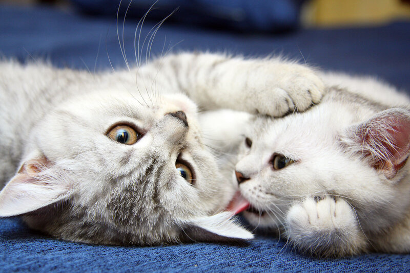 Two Kittens Playing — White, Playful, Photograph, Blue Fabric