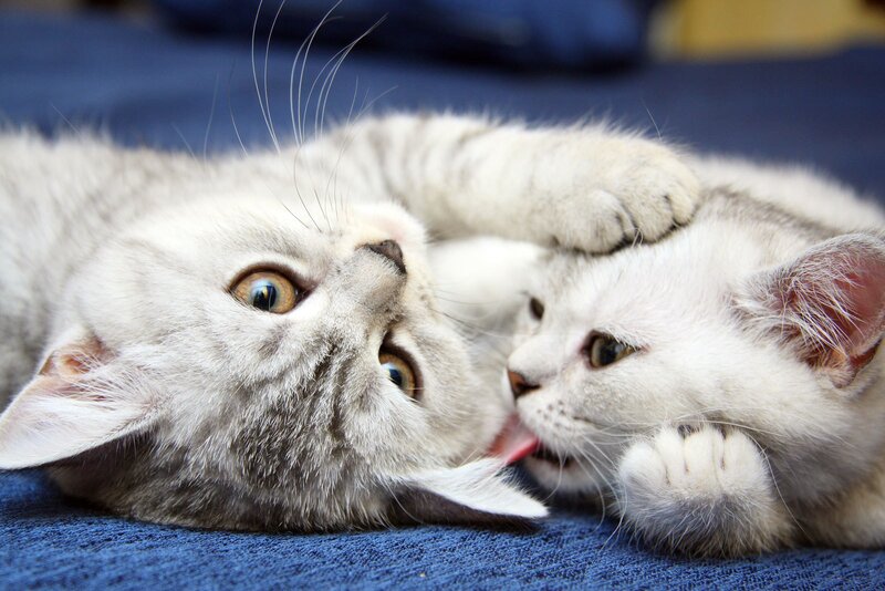 Two Kittens Playing — White, Playful, Photograph, Blue Fabric, Whiskers, Gray, Blue