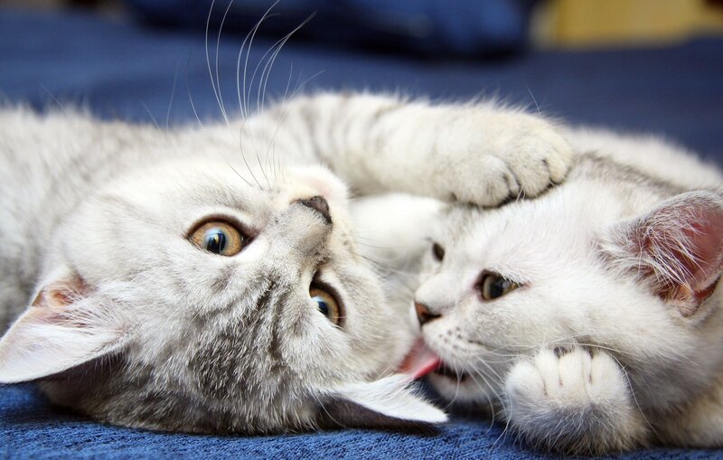 Two Kittens Playing — White, Playful, Photograph, Blue Surface, Gray