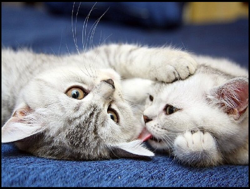 Two Kittens Playing — White, Playful, Photograph, Cat