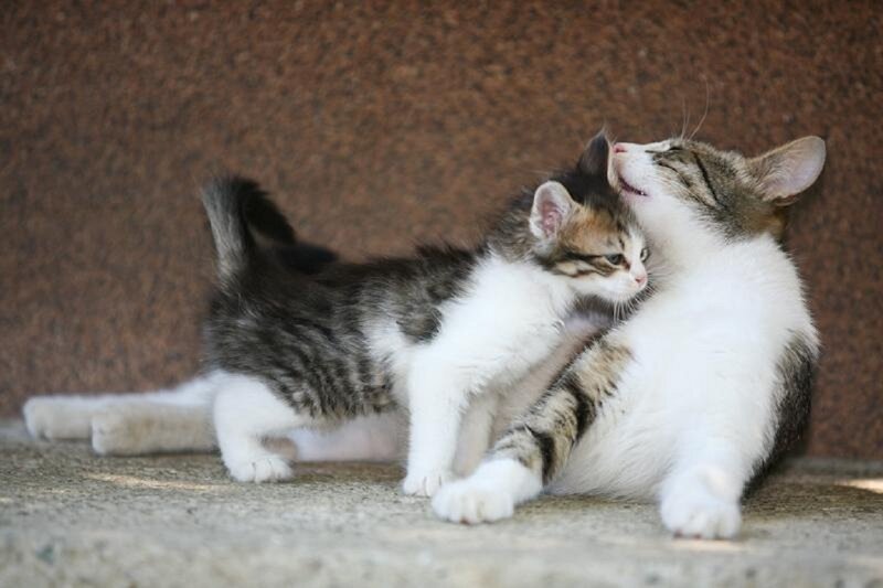 Two Kittens Playing — White, Playful, Photograph, Floor