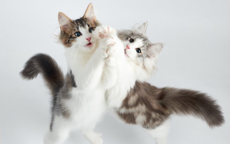 Two Kittens Playing — White, Playful, Photograph, Paws