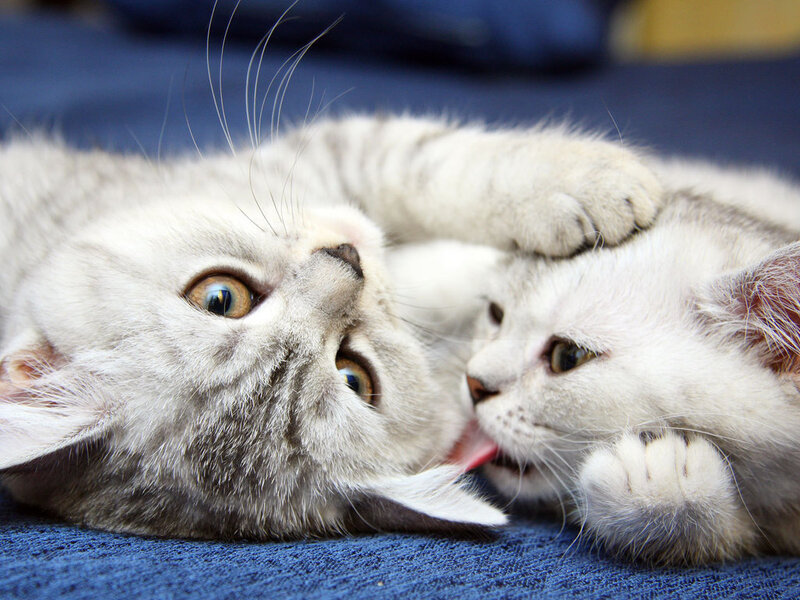 Two Kittens Playing — White, Playful, Photograph