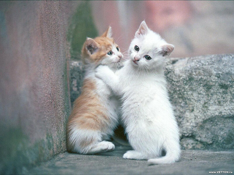 Two Kittens Playing — White, Playful, Photograph, Wall