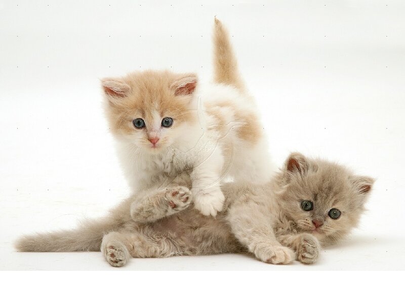 Two Kittens Playing — White, Playful, Photograph, White Background