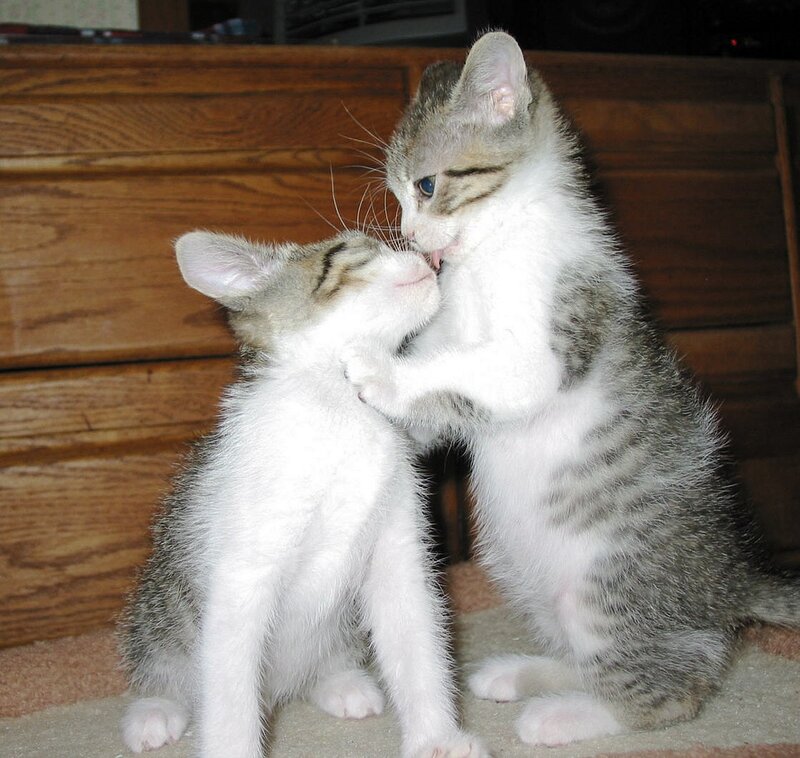 Two Kittens Playing — White, Playful, Photograph, Wooden Furniture