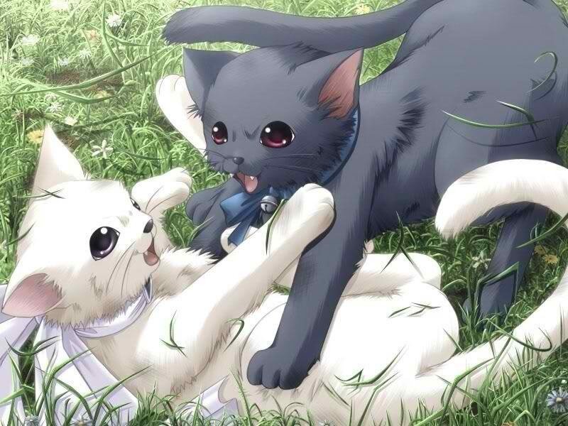 Two Kittens Playing — White, Playful