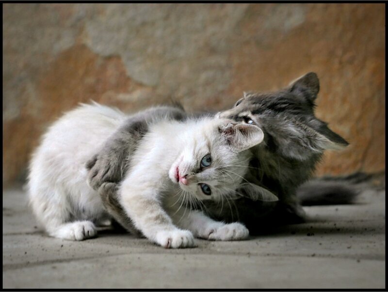 Two Kittens Playing — White