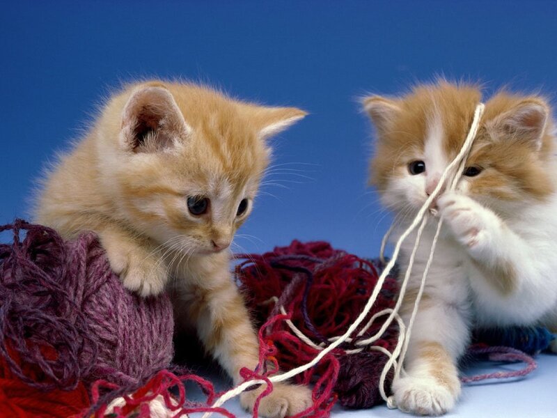 Two Kittens Playing with Yarn — Blue