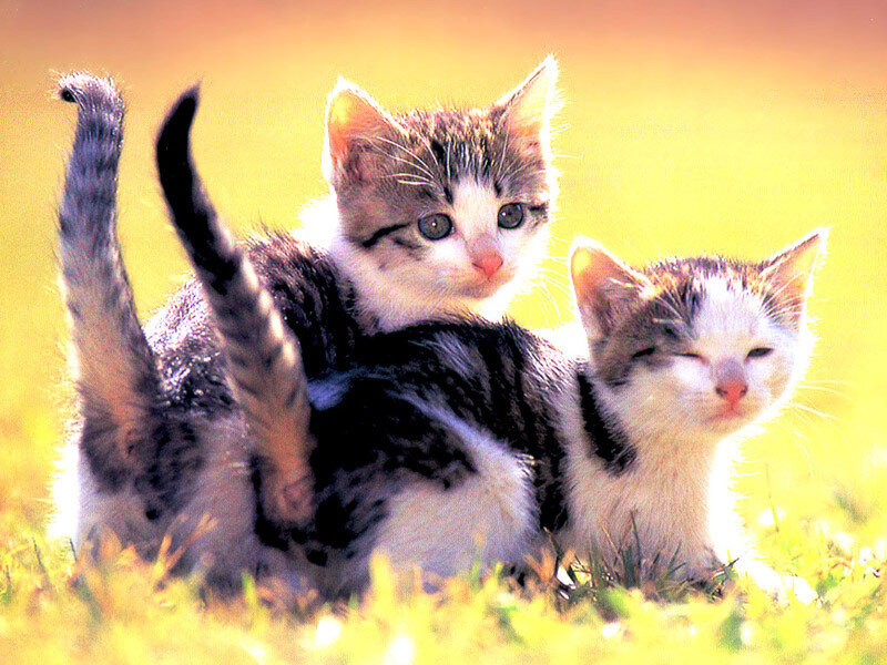 Two Kittens Playing — Yellow, Playful