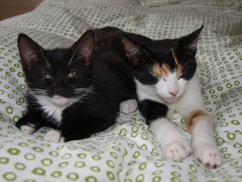 Two kittens resting on a blanket