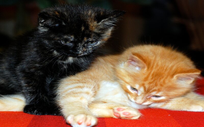 Two Kittens Resting — Orange