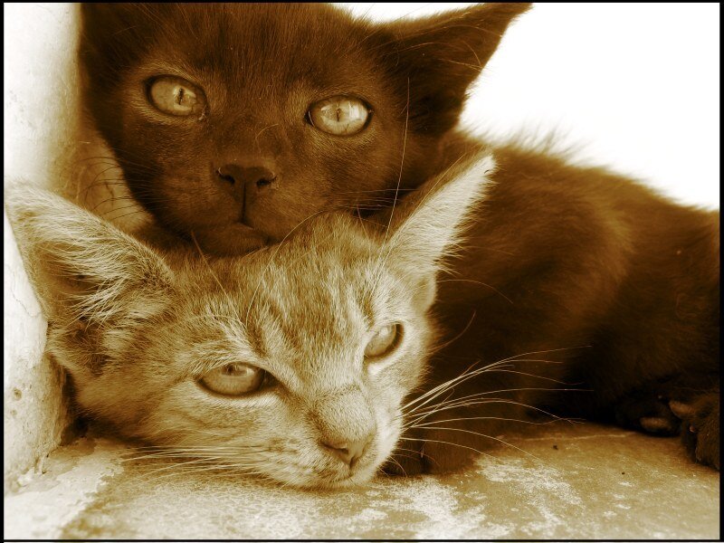 Two Kittens Resting