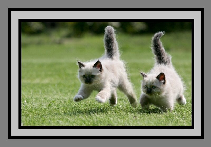 Two Kittens Running