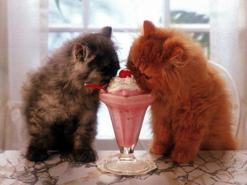 two kittens sharing a milkshake