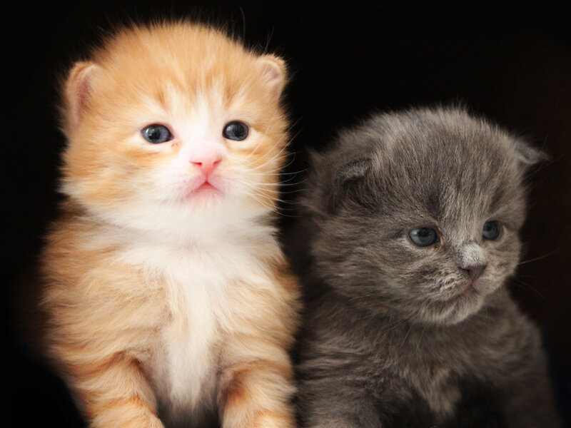 Two Kittens Side by Side