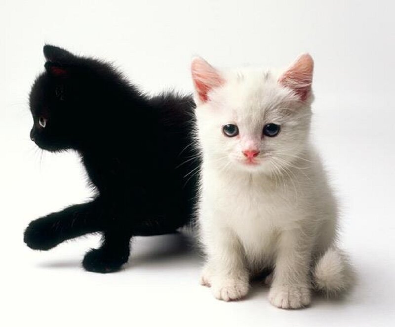 Two Kittens Side by Side — White