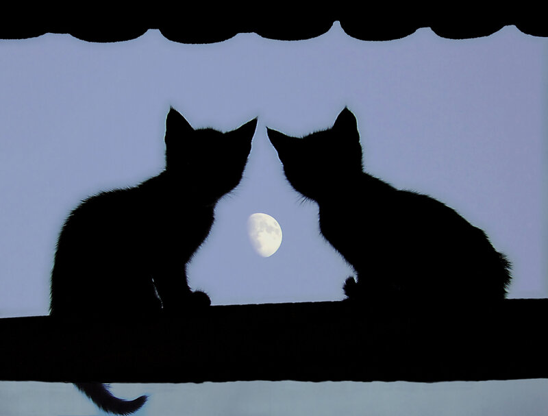 Two Kittens Silhouetted — Black