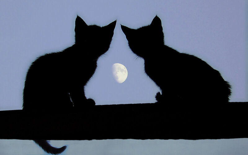 Two Kittens Silhouetted