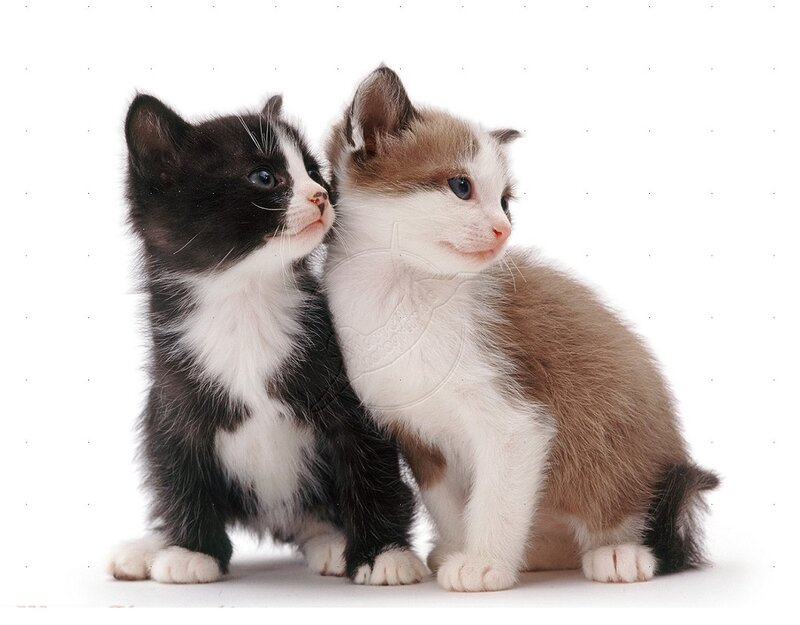 Two Kittens Sitting — Black