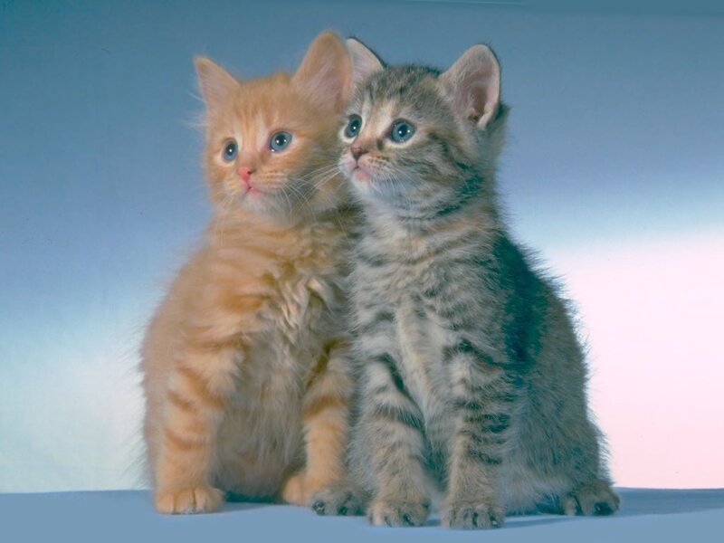 Two Kittens Sitting — Blue