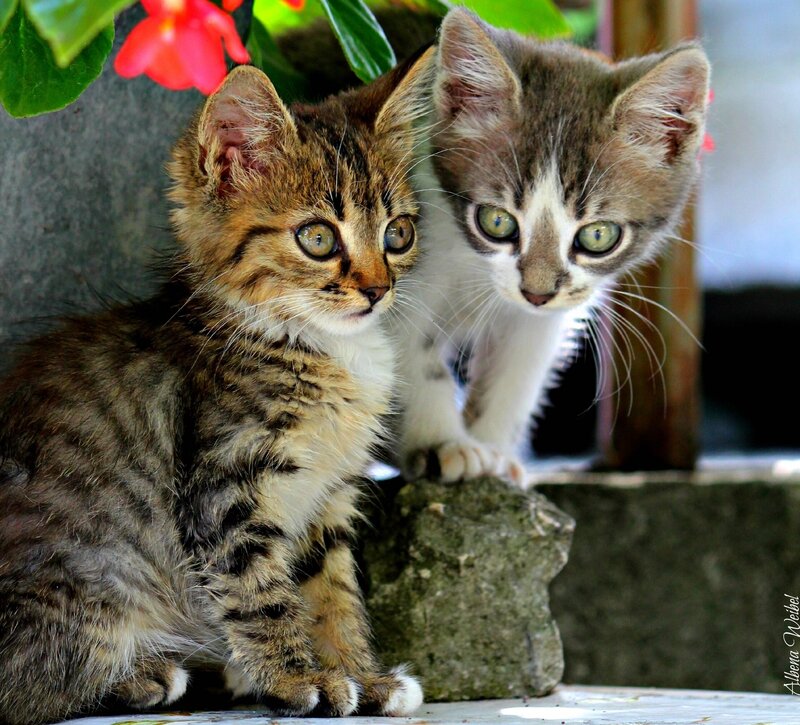 Two Kittens Sitting — Brown, Curious