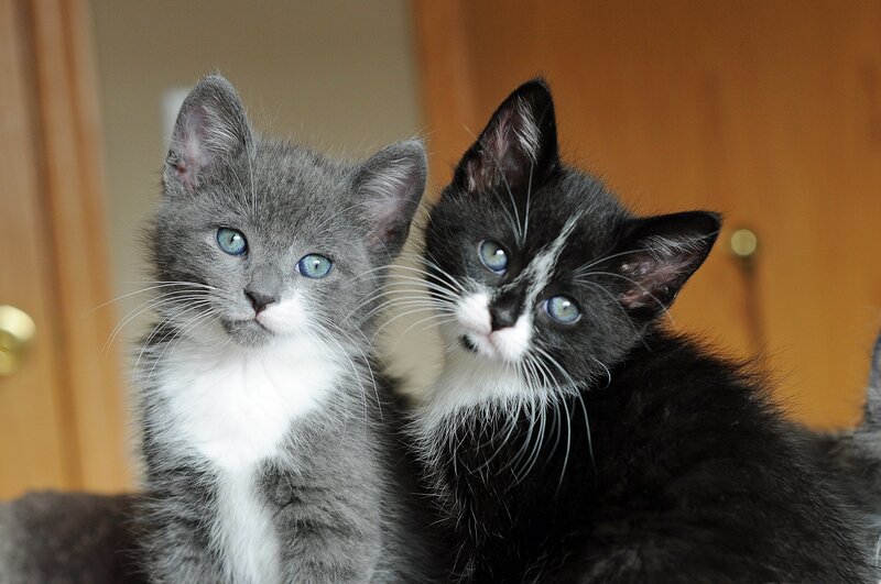Two Kittens Sitting — Gray, Calm, Photograph, Door