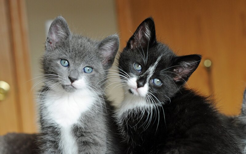 Two Kittens Sitting — Gray, Calm, Photograph