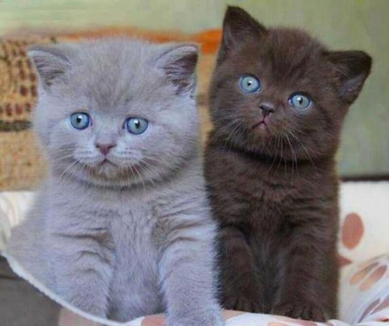 Two Kittens Sitting — Gray, Calm