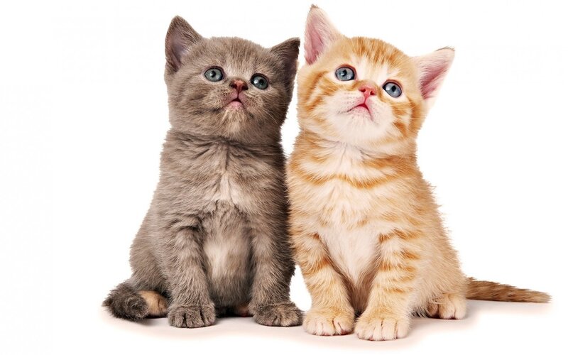 Two Kittens Sitting — Gray, Innocent, Photograph, White Background