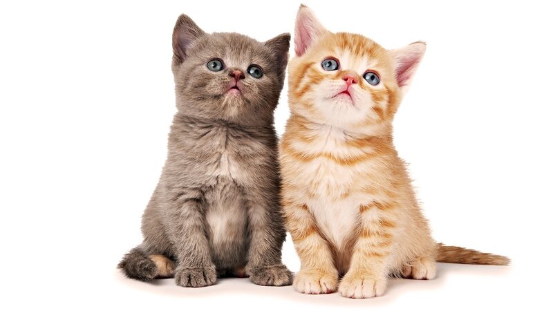 Two Kittens Sitting — Gray, Innocent