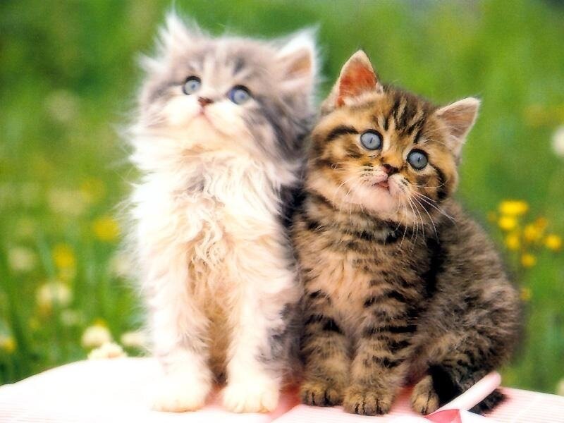 Two Kittens Sitting — Green