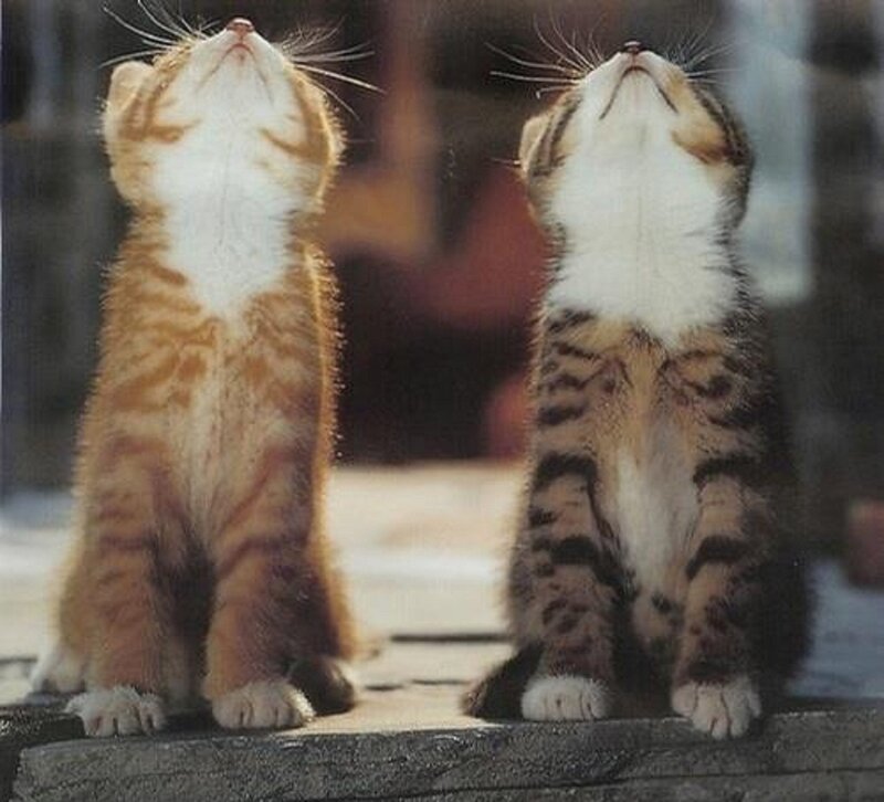 Two Kittens Sitting — Orange, Calm, Afternoon