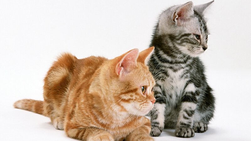 Two Kittens Sitting — Orange, Calm, Photograph, White Background, Gray, White