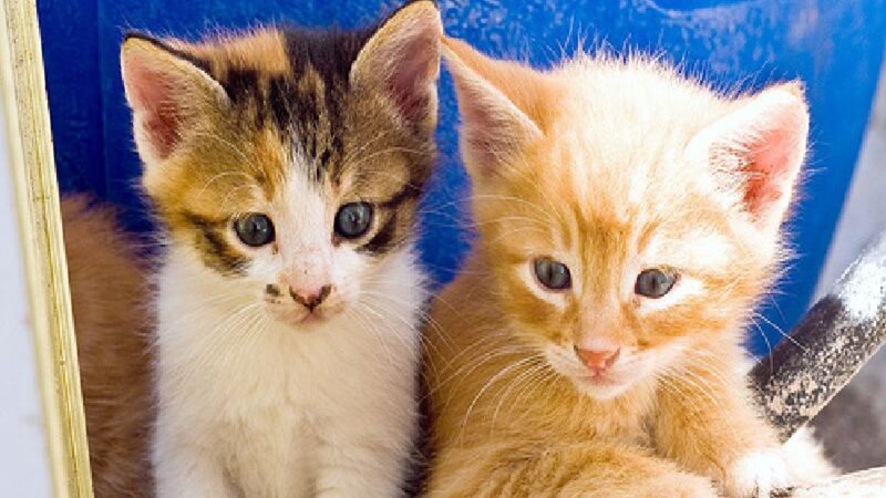 Two Kittens Sitting — Orange, Calm