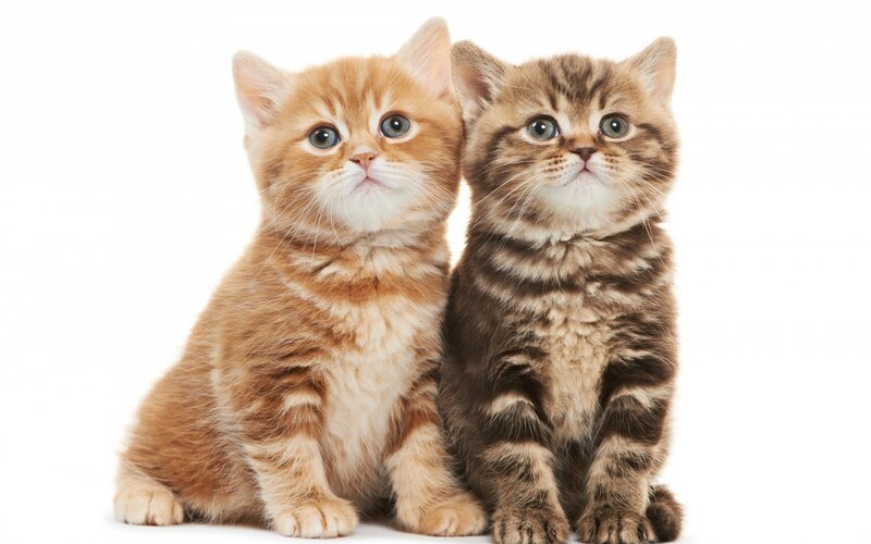 Two Kittens Sitting — Orange, Innocent, Photograph
