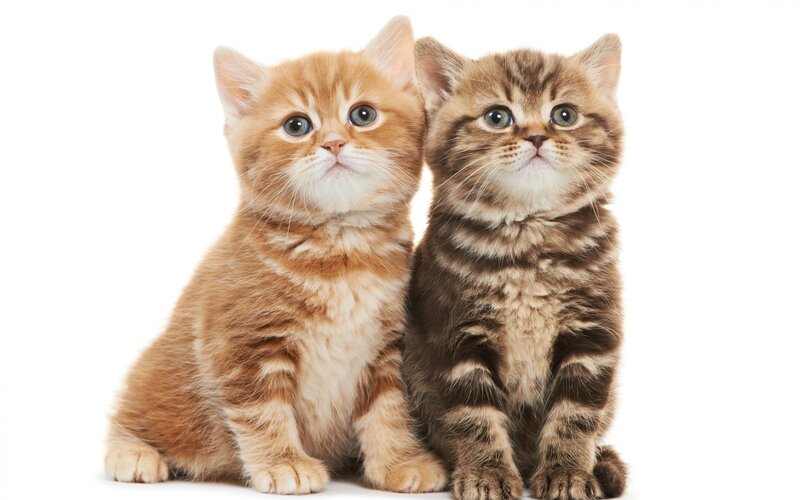 Two Kittens Sitting — Orange, Innocent, Photograph, White Background