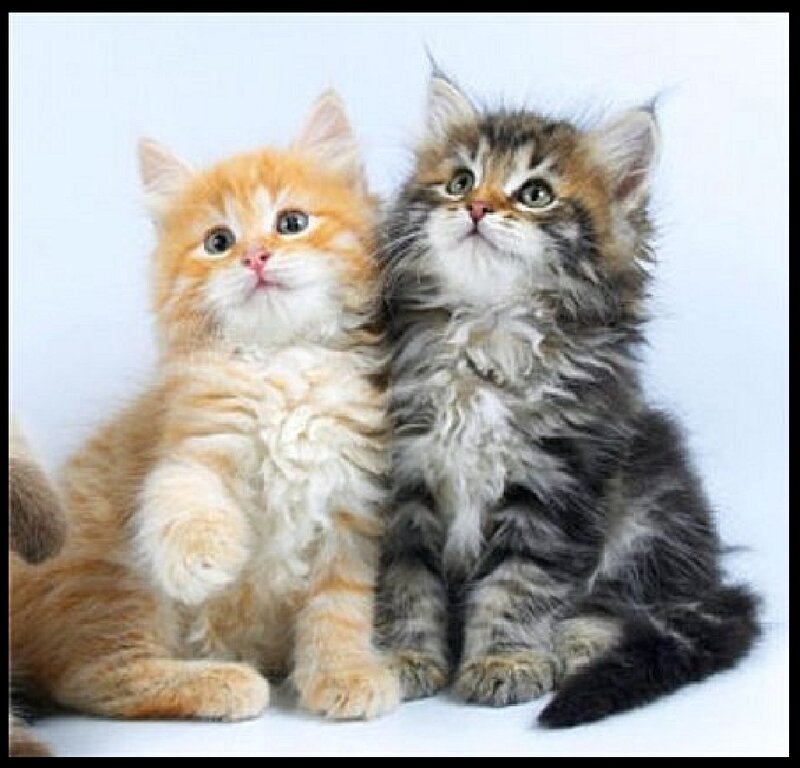 Two Kittens Sitting — Orange, Innocent