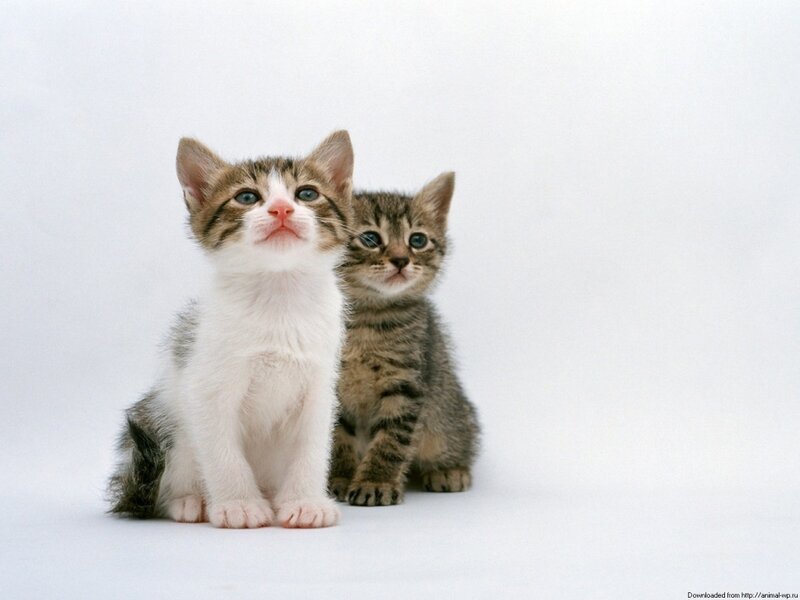 Two Kittens Sitting