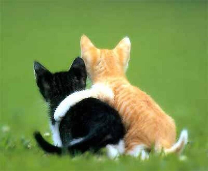 two kittens sitting together