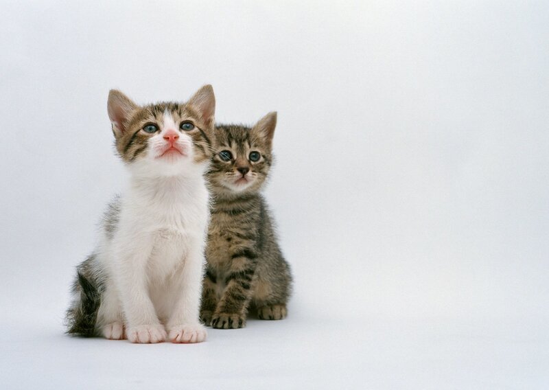 two kittens sitting together