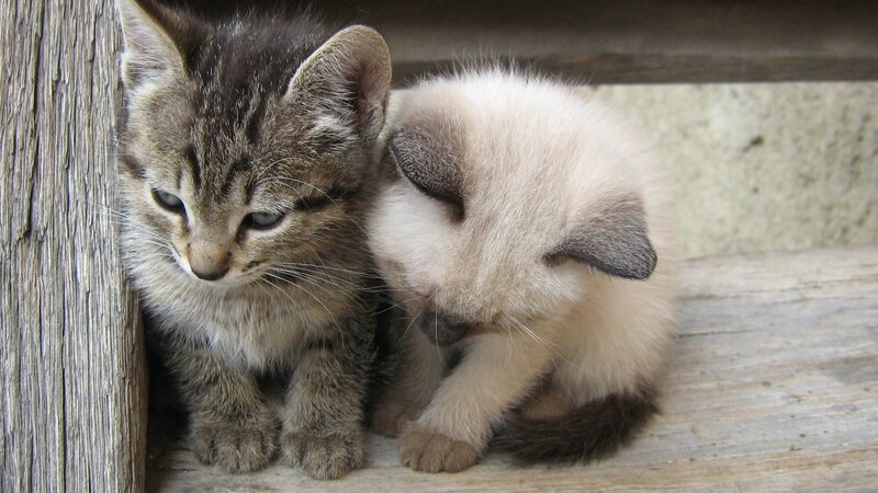 two kittens sitting together