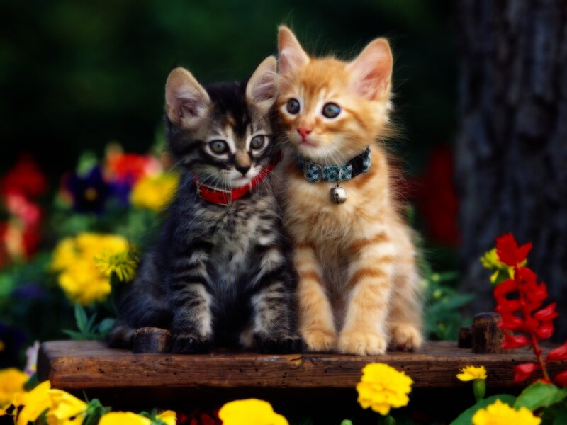 Two kittens sitting together