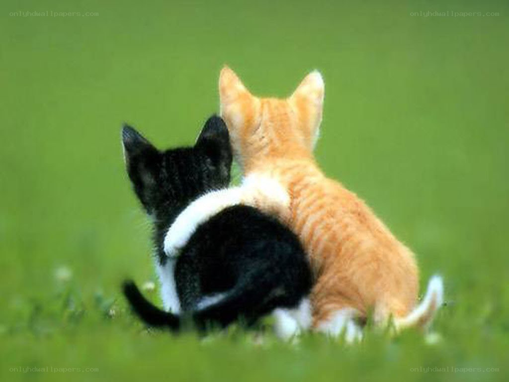 two kittens sitting together