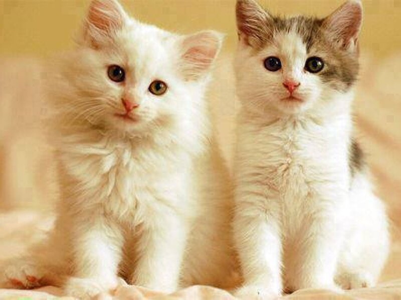 Two Kittens Sitting — White, Calm, Photograph, Blanket