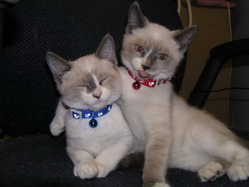 Two Kittens Sitting — White, Calm, Photograph, Collars