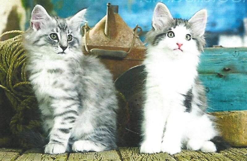 Two Kittens Sitting — White, Calm, Photograph